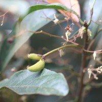 Sterculia lanceolata Cav.